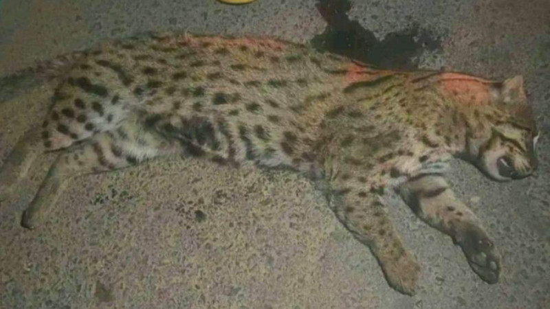 ধামরাইয়ে বাসের ধাক্কায় চিতাবাঘ নিহত