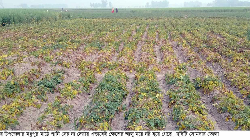 রাণীনগরে পানি সেচ না দেয়ায় আলু ক্ষেত নষ্টের অভিযোগ